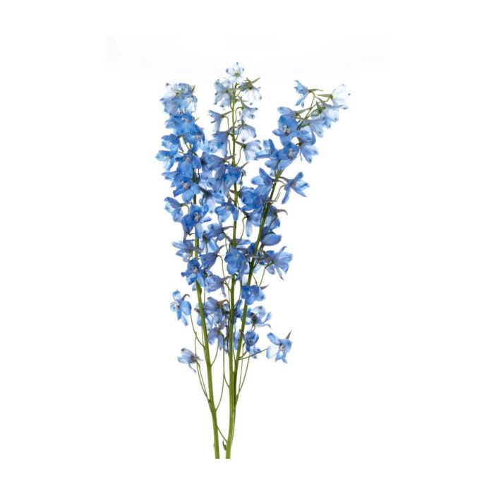 July Flower Of the Month : Delphinium