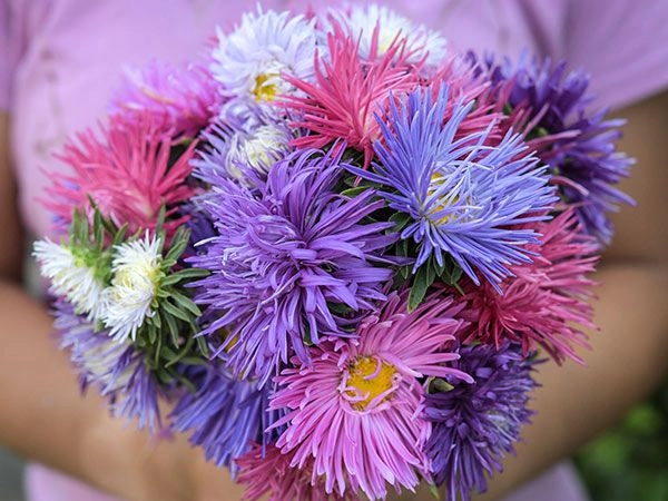 September Flower Of the Month : Aster